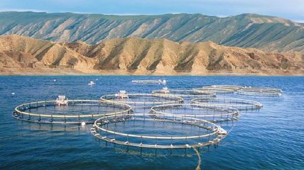 海南共和:冷水鱼“养出”热产业